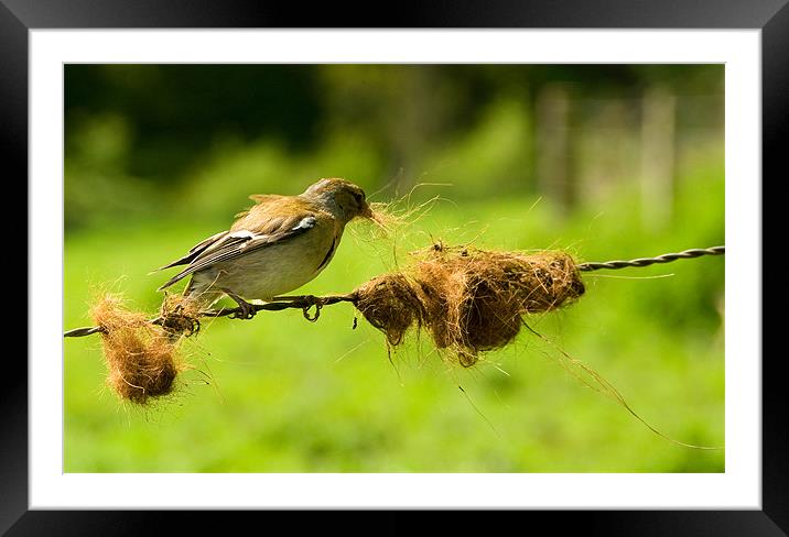 Nest Building Framed Mounted Print by Mark Robson