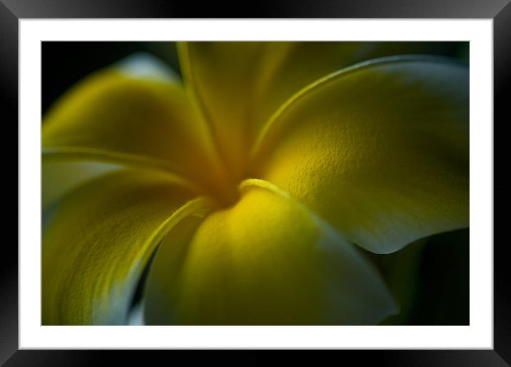 Gentle Framed Mounted Print by Mark Robson