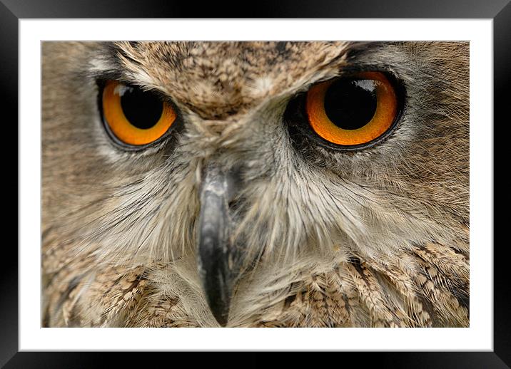 Eagle Owl Framed Mounted Print by Mark Robson