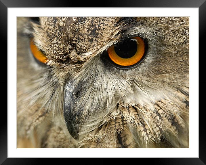 The Stare Framed Mounted Print by Mark Robson