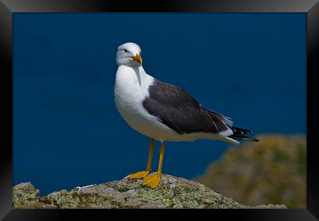 Great Black-Backed Gull Framed Print by Mark Robson
