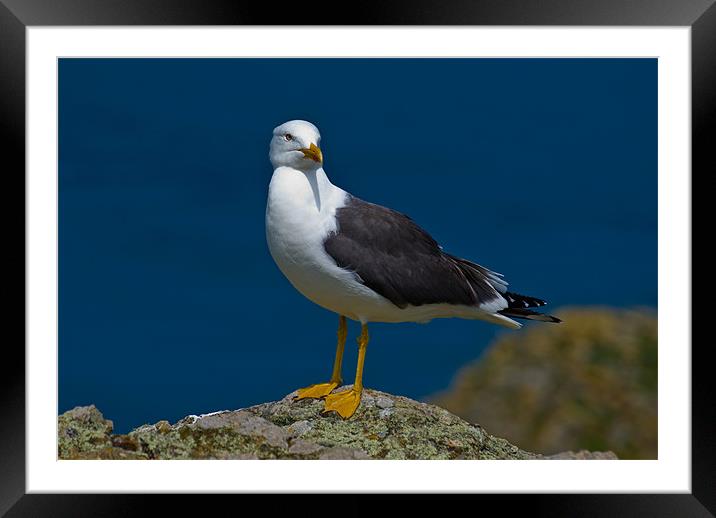 Great Black-Backed Gull Framed Mounted Print by Mark Robson