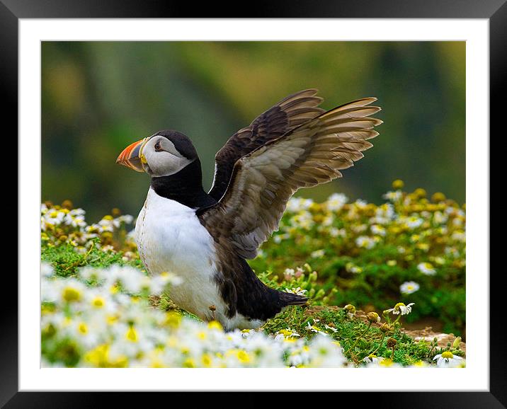 Little Auk Framed Mounted Print by Mark Robson