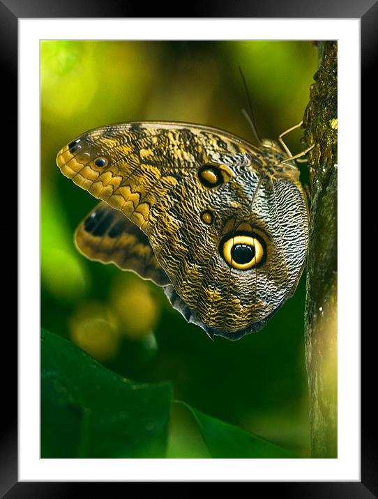 Owl Butterfly Framed Mounted Print by Mark Robson