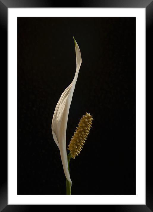 Peace Lily Framed Mounted Print by Mark Robson