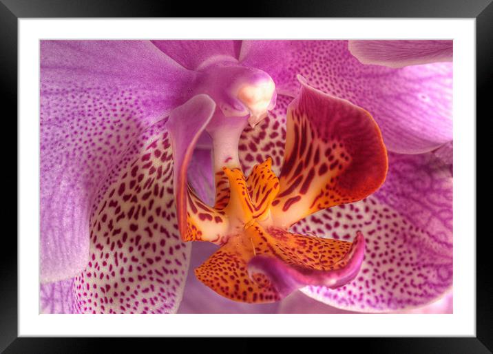 Orchid Framed Mounted Print by Mark Robson