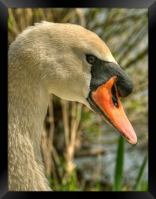 Mute Swan Framed Print by Mark Robson