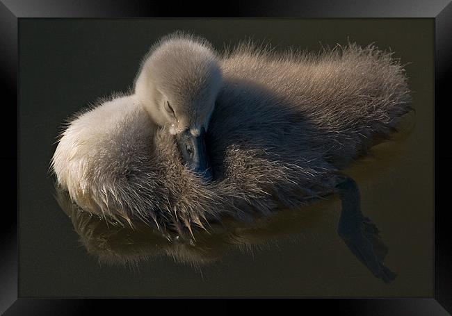 Time Out Framed Print by Mark Robson