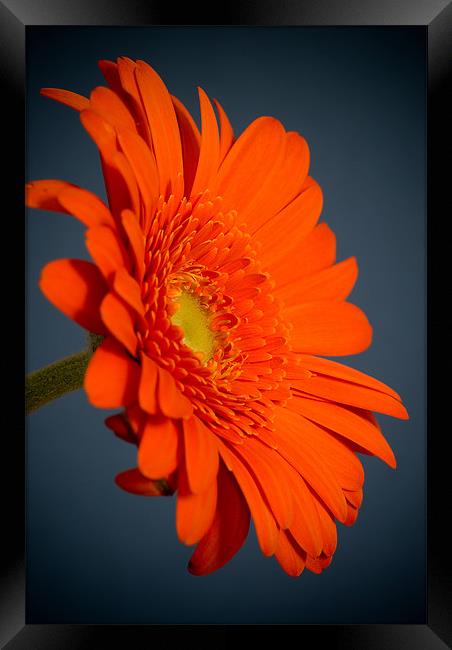 Gerbera Framed Print by Mark Robson