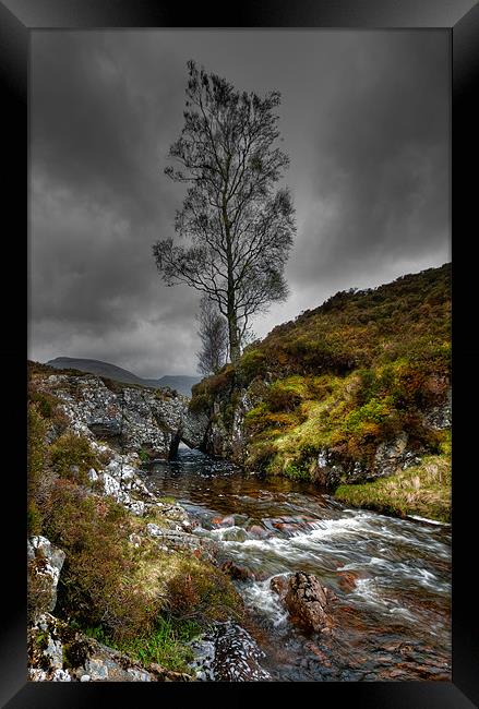 Lonely Tree Framed Print by Mark Robson