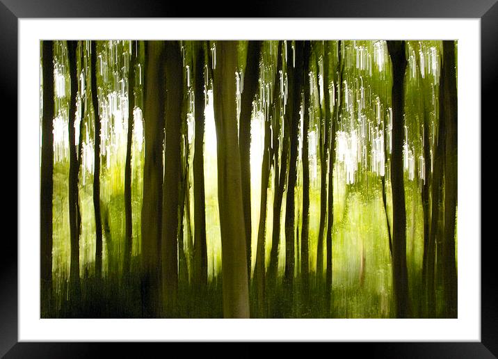 The Enchanted Wood Framed Mounted Print by richard pereira