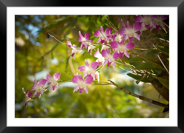 Purple and white Orchid Framed Mounted Print by richard pereira