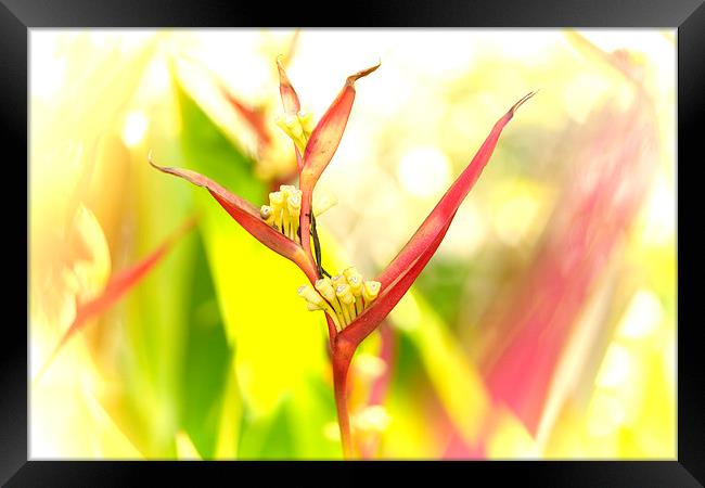 Tropical flower Bird of Paradise Framed Print by richard pereira