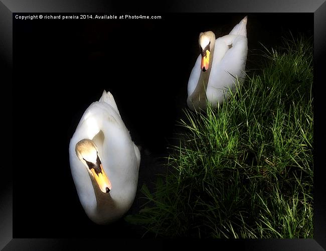 Swans Framed Print by richard pereira
