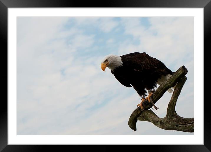 Bald Eagle Framed Mounted Print by Amy Lawson