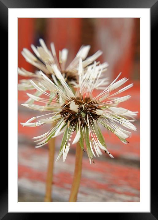 Damp Dandelion Framed Mounted Print by Amy Lawson