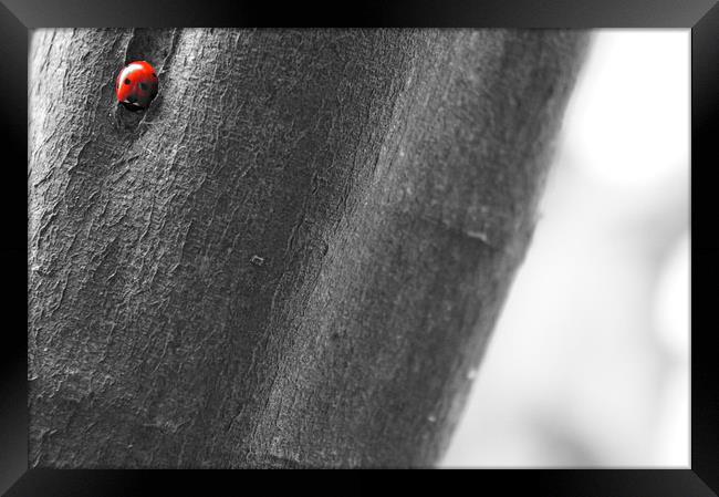 Ladybird, Ladybird Framed Print by Amy Lawson