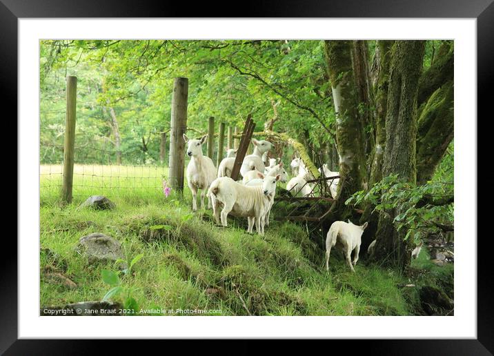 Sheep Gathering Framed Mounted Print by Jane Braat