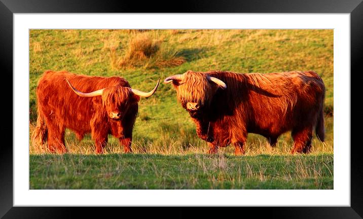 Majestic Highland Cows in the Scottish Sun Framed Mounted Print by Jane Braat