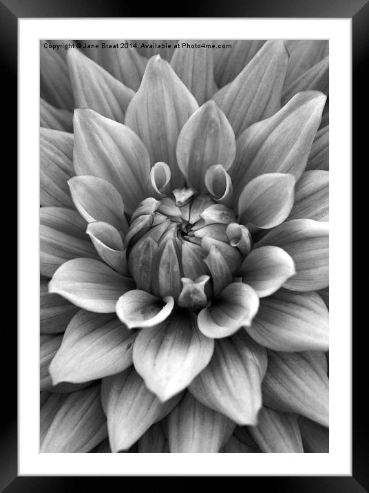 The Dark Beauty of a Dahlia Framed Mounted Print by Jane Braat