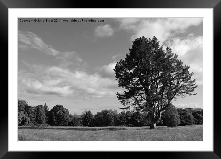 Solitude in Nature Framed Mounted Print by Jane Braat