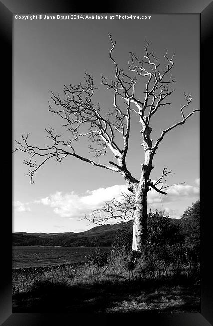 Majestic Birch Tree in Strathlachlan Framed Print by Jane Braat