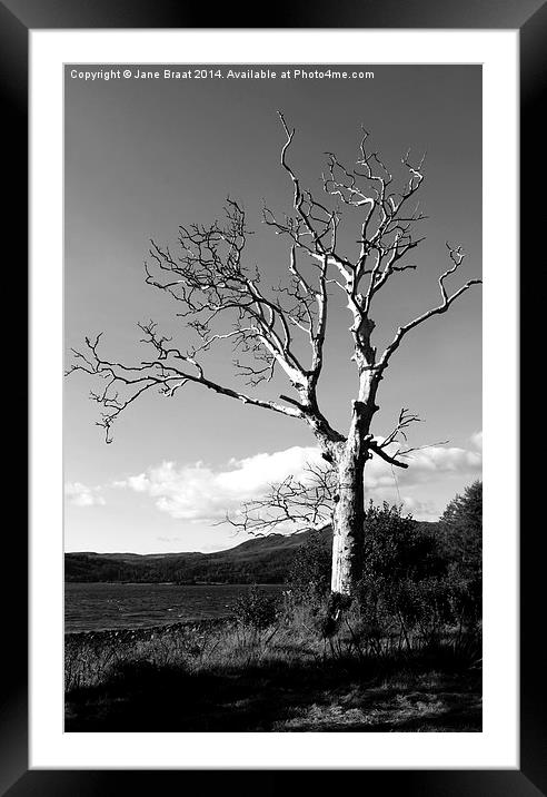 Majestic Birch Tree in Strathlachlan Framed Mounted Print by Jane Braat