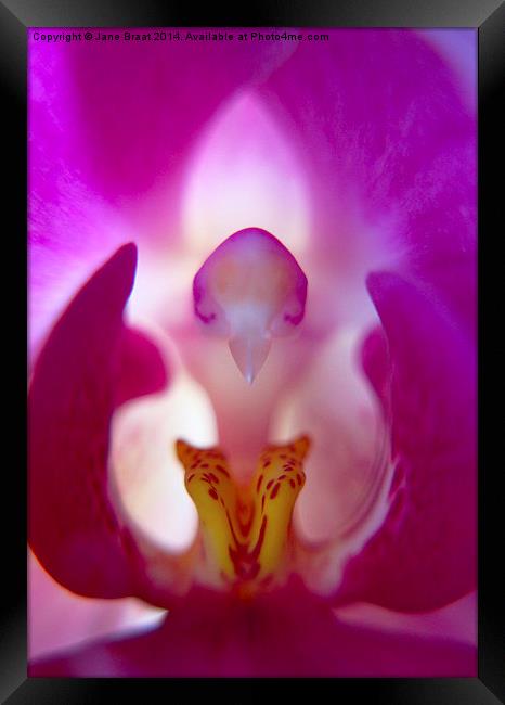 Beauty Inside the Orchid Framed Print by Jane Braat