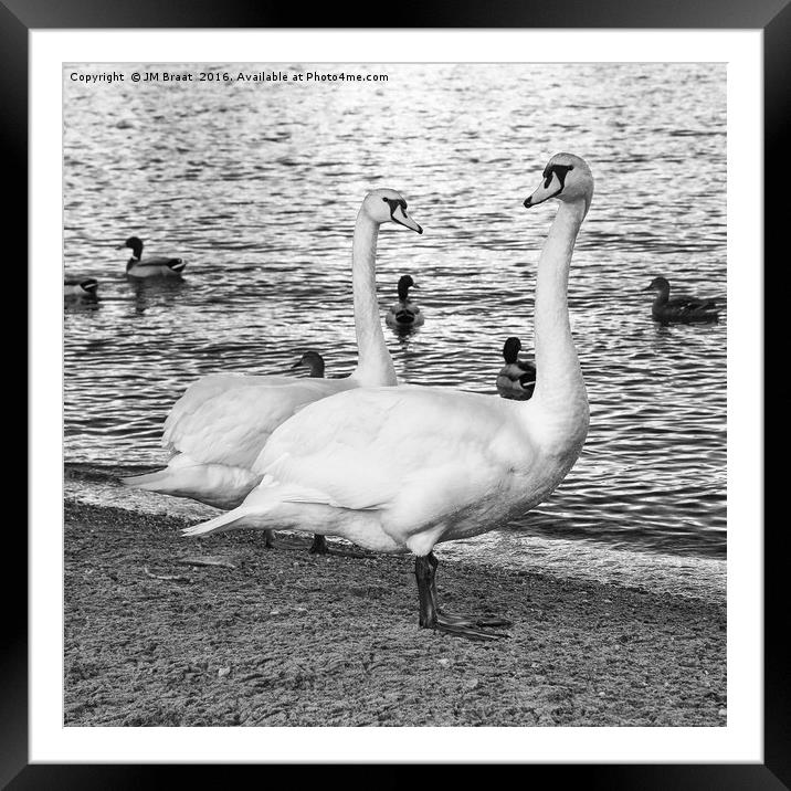 Majestic Swans in Monochrome Framed Mounted Print by Jane Braat