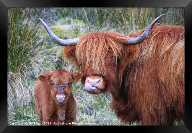 Majestic Highland Cows Grazing in Scotland Framed Print by Jane Braat