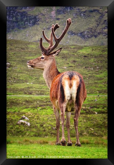Majestic Highland Stag in Scotland Framed Print by Jane Braat