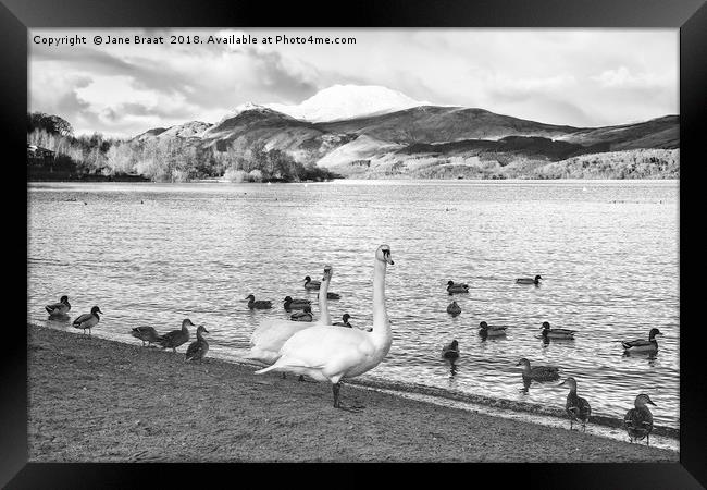 Majestic Wildlife on a Snowy Scottish Loch Framed Print by Jane Braat