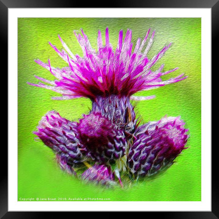 Majestic Scottish Thistle Framed Mounted Print by Jane Braat