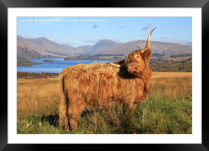 Majestic Highland Cow Gracing Loch Awe Framed Mounted Print by Jane Braat