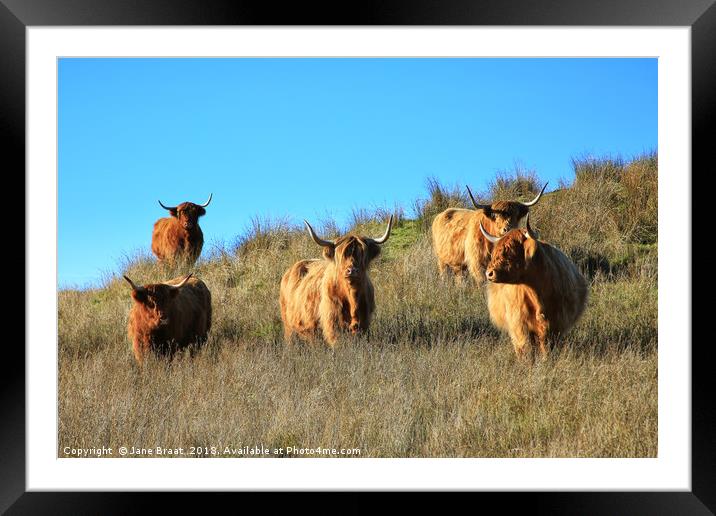 Majestic Highland Cows of Cladich Framed Mounted Print by Jane Braat