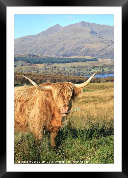Serene Highland Cow Grazing by Loch Awe Framed Mounted Print by Jane Braat
