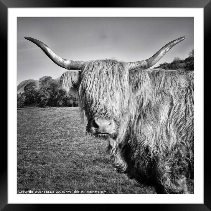 Highland Cow in Monochrome Framed Mounted Print by Jane Braat