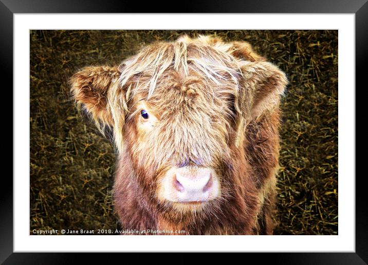 Little Highland Cow Framed Mounted Print by Jane Braat