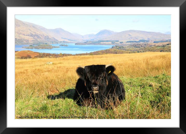 Highland Calf at Loch Awe Framed Mounted Print by Jane Braat