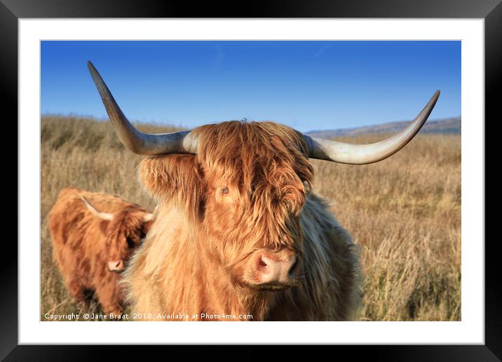 Majestic Highland Cow Grazing in Scotland Framed Mounted Print by Jane Braat