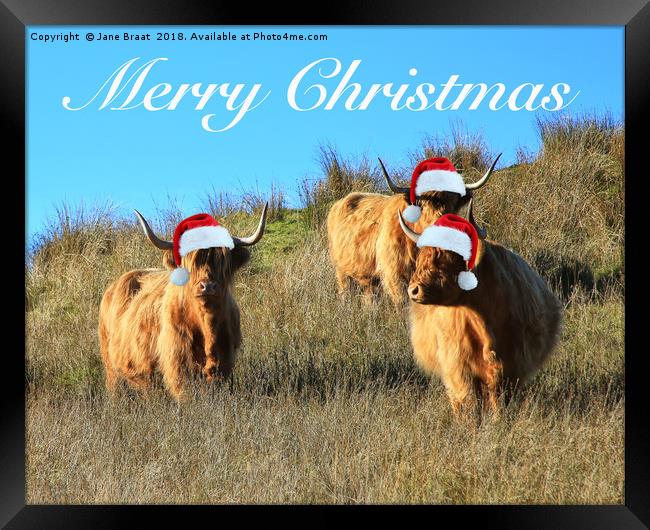 Festive Highland Cows of Cladich Framed Print by Jane Braat