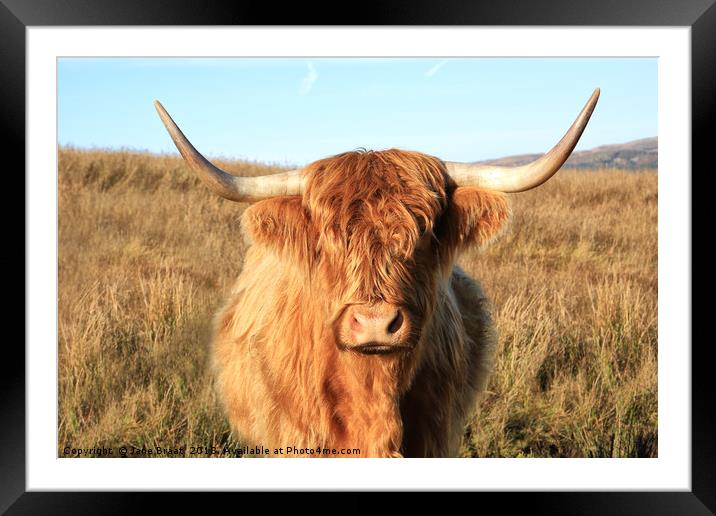 Highland Cow Framed Mounted Print by Jane Braat