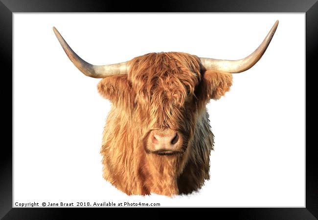 Highland Cow Portrait Framed Print by Jane Braat