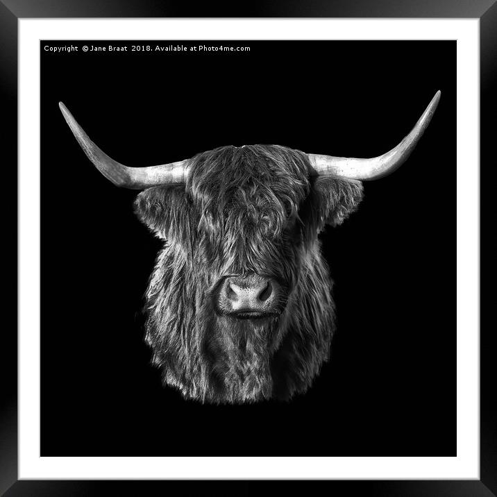Highland Cow in Cladich Framed Mounted Print by Jane Braat