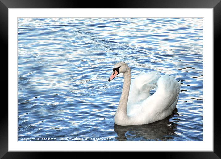 Swan at Luss Framed Mounted Print by Jane Braat