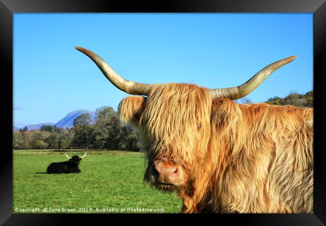 Highland Cows in Argyll Sunshine Framed Print by Jane Braat