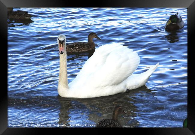 The Ugly Duckling Framed Print by Jane Braat