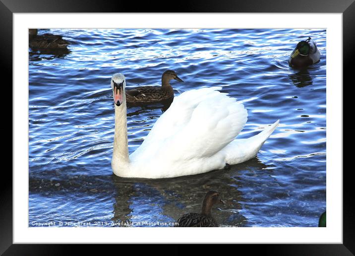 The Ugly Duckling Framed Mounted Print by Jane Braat