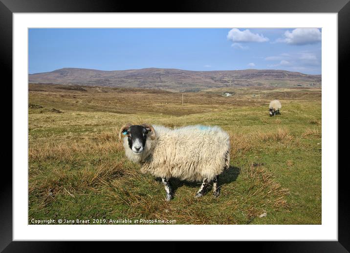 Sheep on the Isle of Skye Framed Mounted Print by Jane Braat