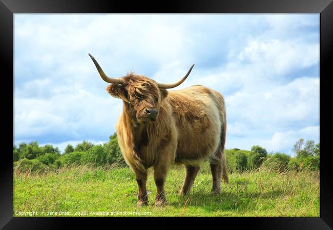 Scottish Highland Cow Framed Print by Jane Braat